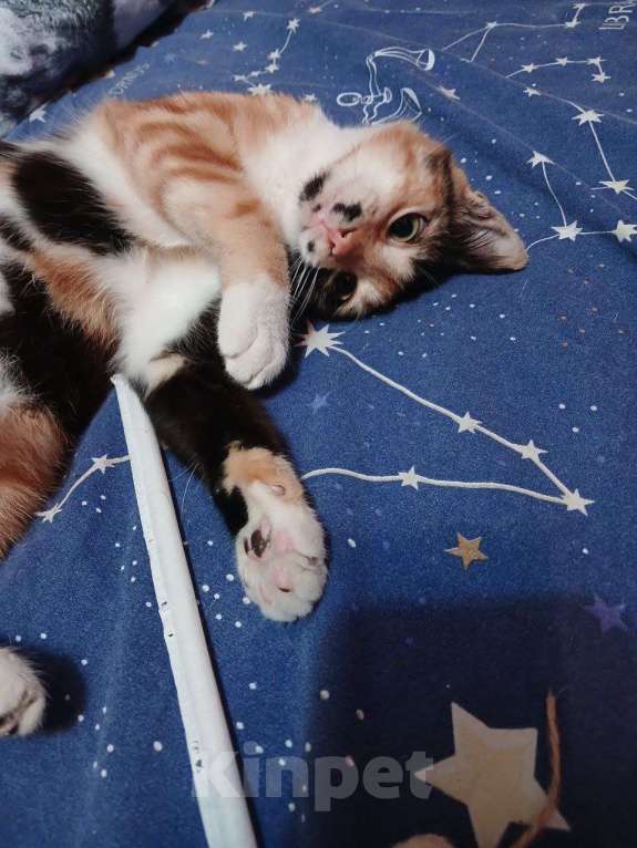 Кошки в Москве: Кошечка ищет дом  Девочка, Бесплатно - фото 5