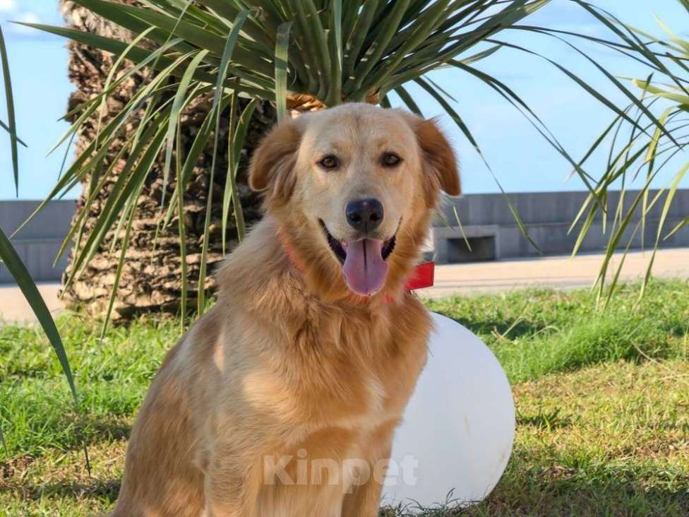 Собаки в Москве: Голден ретривер Чарли в дар Мальчик, 1 руб. - фото 4