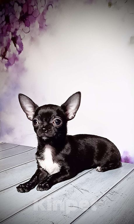 Собаки в Москве: Черная жемчужина Девочка, 85 000 руб. - фото 3