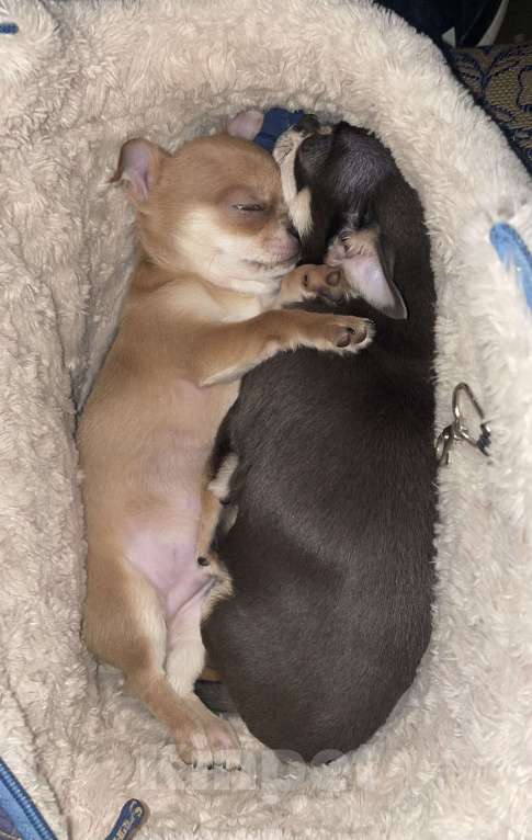 Собаки в Москве: Чихуахуа триколор кобель Мальчик, 25 000 руб. - фото 3