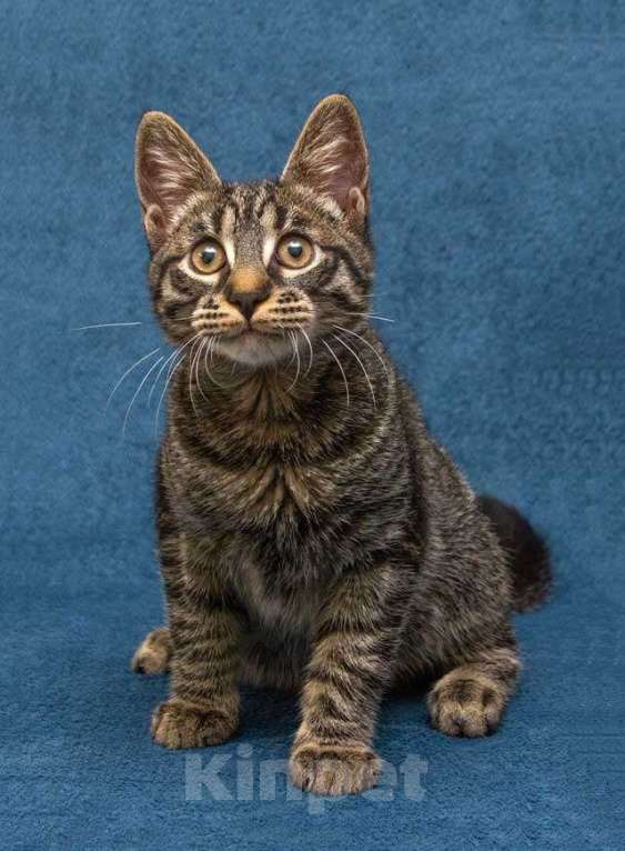 Кошки в Москве: Ласковый и нежный малыш Тигрик ищет дом и любящее сердце  Мальчик, 10 руб. - фото 6