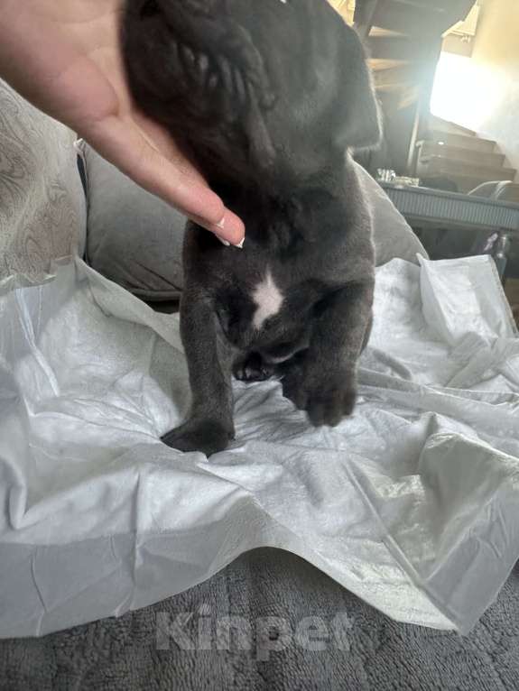 Собаки в других городах Московской области: Щенки Кане-корсо Мальчик, 45 000 руб. - фото 3