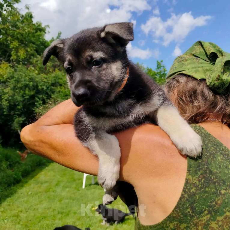 Собаки в других городах Краснодарского края: Восточноевропейская овчарка Девочка, 45 000 руб. - фото 5