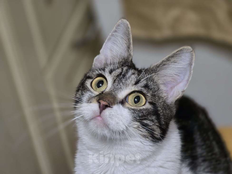 Кошки в Новосибирске: Котенок Валентин 7 мес.  Мальчик, Бесплатно - фото 4