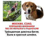 Собаки в Москве: Пропала собака, бигль, девочка  Девочка, Бесплатно - фото 1