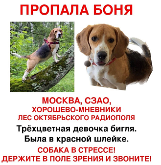 Объявление: Пропала собака, бигль, девочка , Бесплатно, Москва