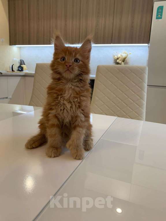 Кошки в Москве: котенок Мейн- кун полидакт с родословной Мальчик, 75 000 руб. - фото 5