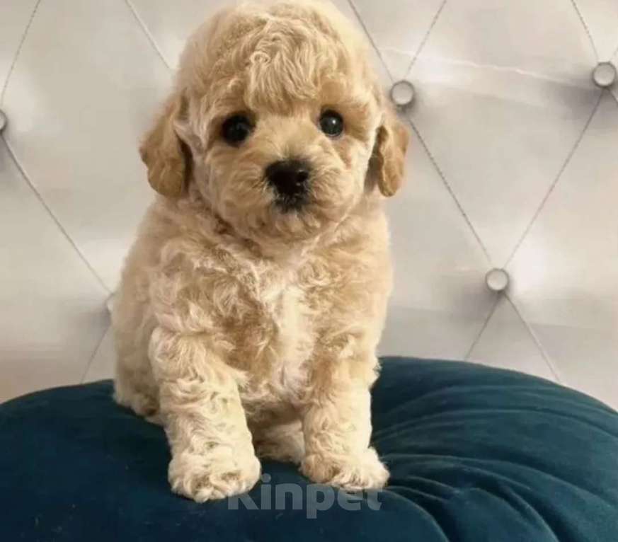 Собаки в Владикавказе: Бишон фризе-Бишпу Мальчик, 55 000 руб. - фото 1