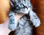 Кошки в Москве: Мейн кун девочка Девочка, 35 000 руб. - фото 9