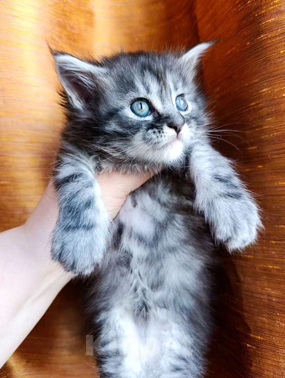 Кошки в Москве: Мейн кун девочка Девочка, 35 000 руб. - фото 9