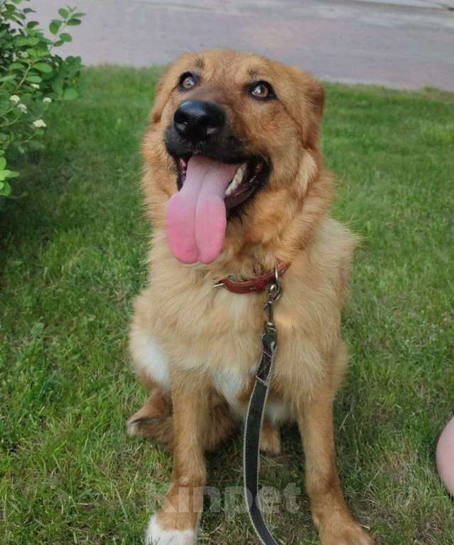 Собаки в Москве: Изюминка Девочка, Бесплатно - фото 2