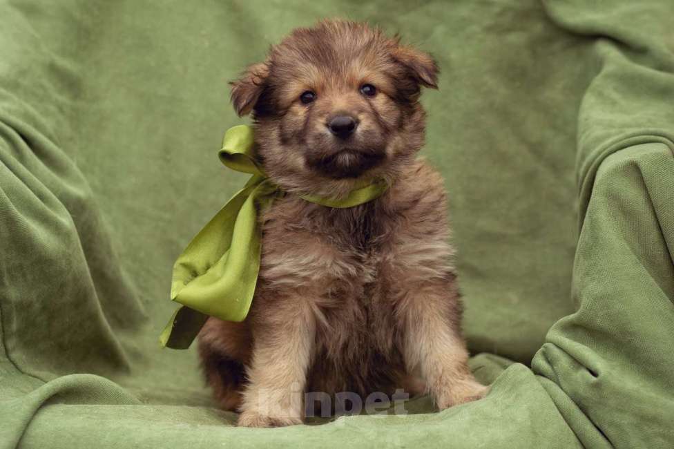 Собаки в Москве: щенок Тедди в добрые руки Мальчик, Бесплатно - фото 7