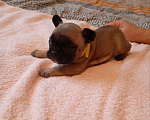 Собаки в Москве: Продаются Щенки Французкого Бульдога Девочка, 50 000 руб. - фото 1