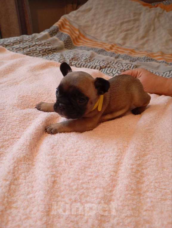 Собаки в Москве: Продаются Щенки Французкого Бульдога Девочка, 50 000 руб. - фото 1