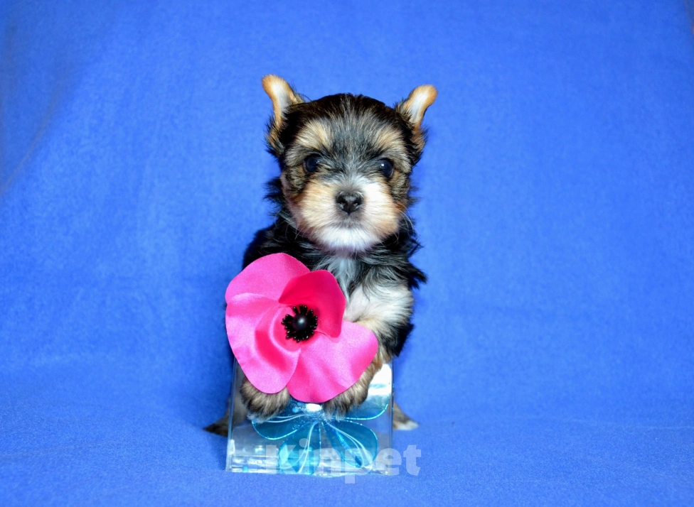 Собаки в Москве: Щенки йоркширского терьера  Мальчик, 25 000 руб. - фото 2