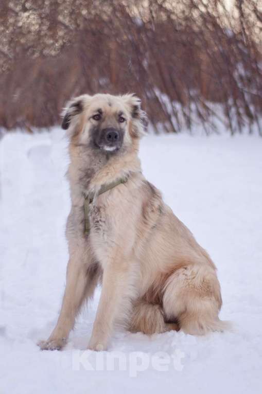 Собаки в Москве: Трогательный и нежный Оллин в добрые руки Мальчик, Бесплатно - фото 2