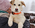 Собаки в Москве: Милые, добрые, ласковые щенки мальчики и девочки в добрые руки Девочка, 10 руб. - фото 10