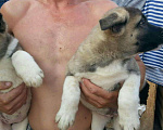 Собаки в Волгодонске: Американская акита, 38 000 руб. - фото 4