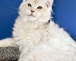 Кошки в Санкт-Петербурге: Мейн Кун котёнок Мальчик, 120 000 руб. - фото 2
