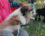 Собаки в Саратове: Ши тцу щенок Мальчик, 45 000 руб. - фото 2