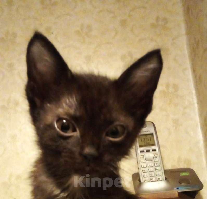 Кошки в Москве: 🏀  ( Рикки )  –  Игривый  и  ласковый домашний  котёнок  –  любящим людям Мальчик, Бесплатно - фото 8