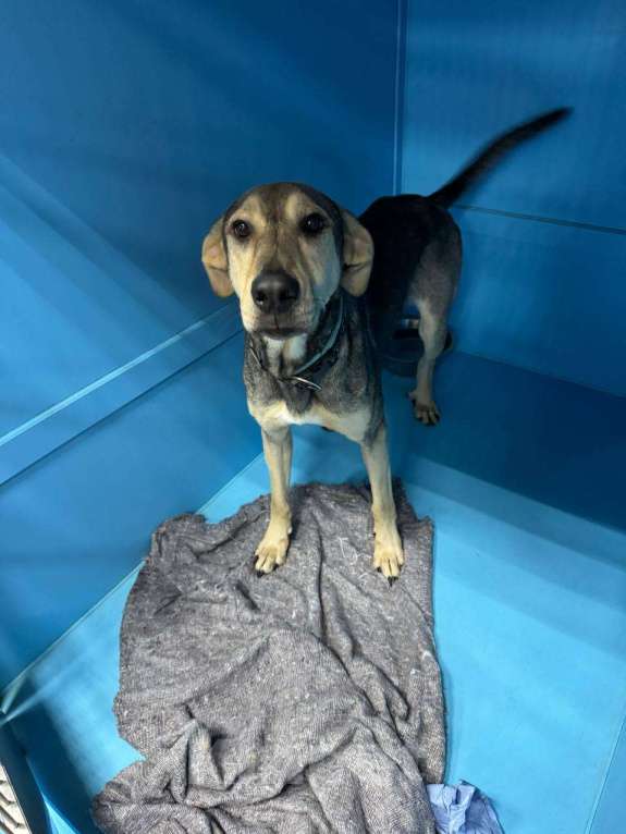 Собаки в Москве: Собака год живет взаперти в приюте Девочка, Бесплатно - фото 3