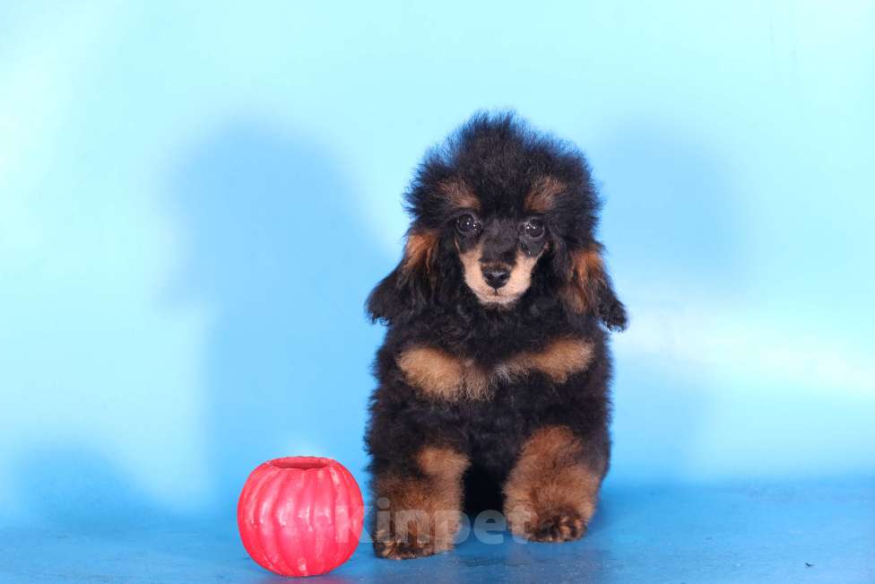 Собаки в Москве: той пудель щенки от 2х чемпионов Мальчик, 75 000 руб. - фото 4