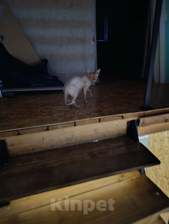 Кошки в Самаре: Отдам канадского сфинкса в добрые руки Мальчик, Бесплатно - фото 1