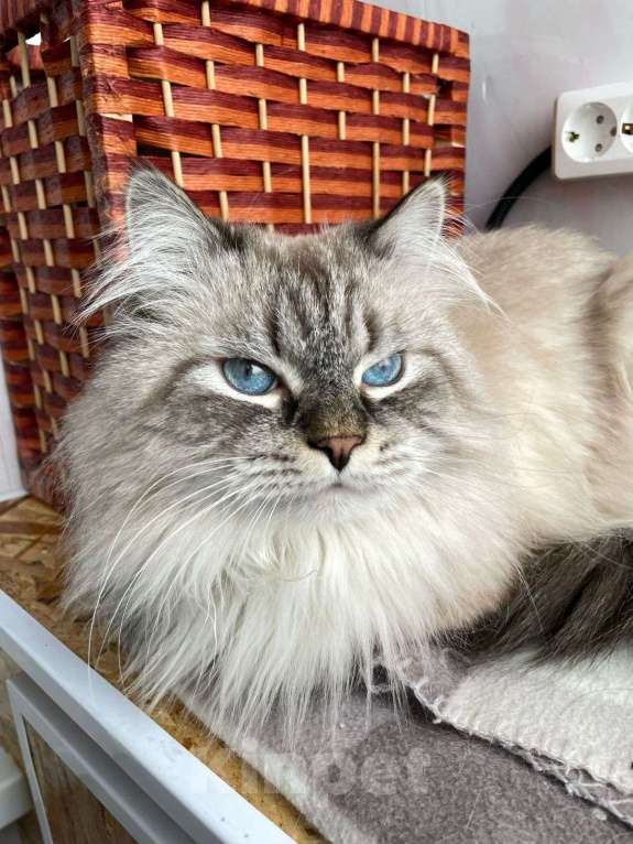 Кошки в Мытищах: Невский маскарадный котик Мальчик, Бесплатно - фото 6