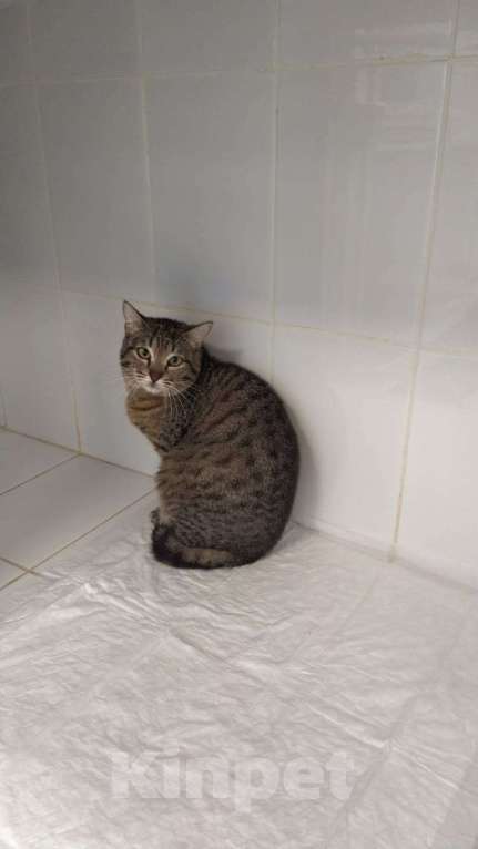 Кошки в Москве: Кот Гебо ищет дом Мальчик, 1 руб. - фото 3