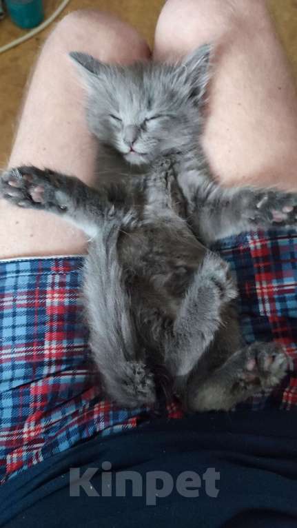 Кошки в Москве: Пушистый котик нибелунг Мальчик, Бесплатно - фото 2