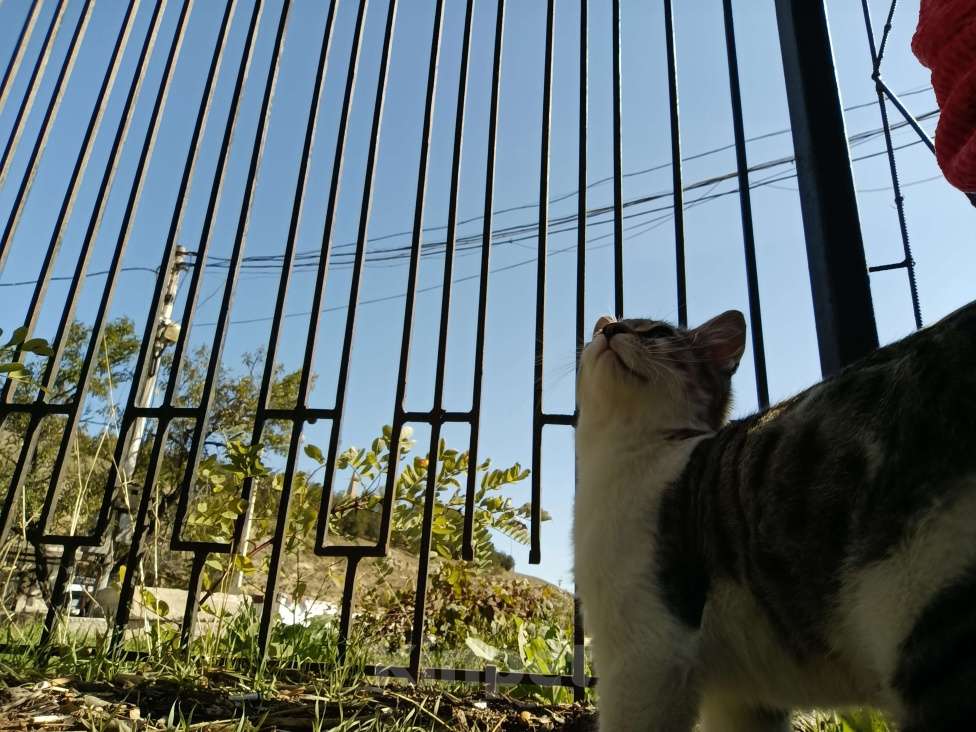 Кошки в Севастополе: Котёнка в добрые руки  Мальчик, Бесплатно - фото 6