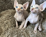 Кошки в Курске: Продам котят Разнополые, 10 000 руб. - фото 2