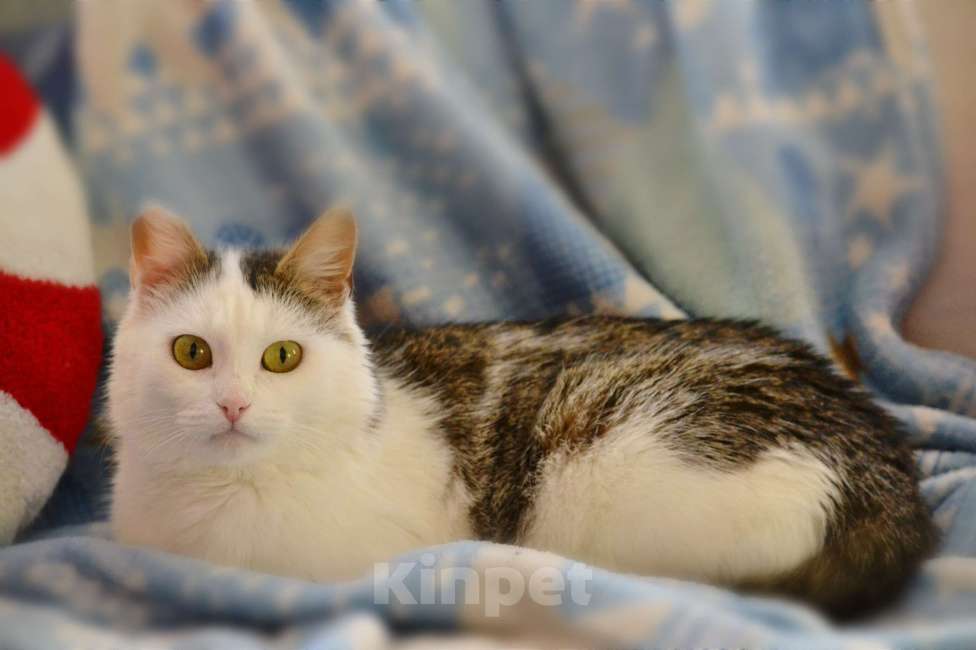 Кошки в Москве: Шарлотта ищет дом  Девочка, Бесплатно - фото 1