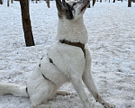 Собаки в Мытищах: Собака в добрые руки Девочка, Бесплатно - фото 4