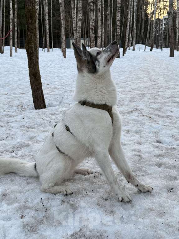 Собаки в Мытищах: Собака в добрые руки Девочка, Бесплатно - фото 4