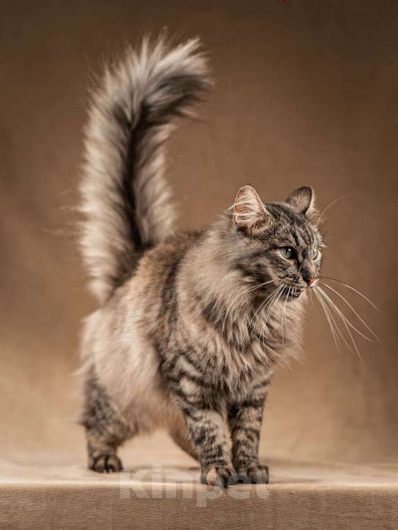 Кошки в Клине: Лилу — пушистое сокровище Девочка, Бесплатно - фото 2