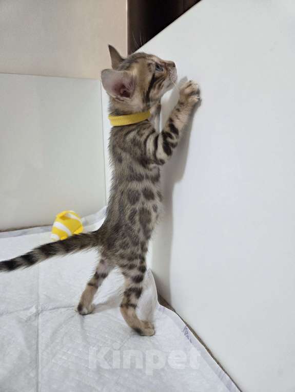 Кошки в Красногорске: Бенгальские малыши  Девочка, 30 000 руб. - фото 5
