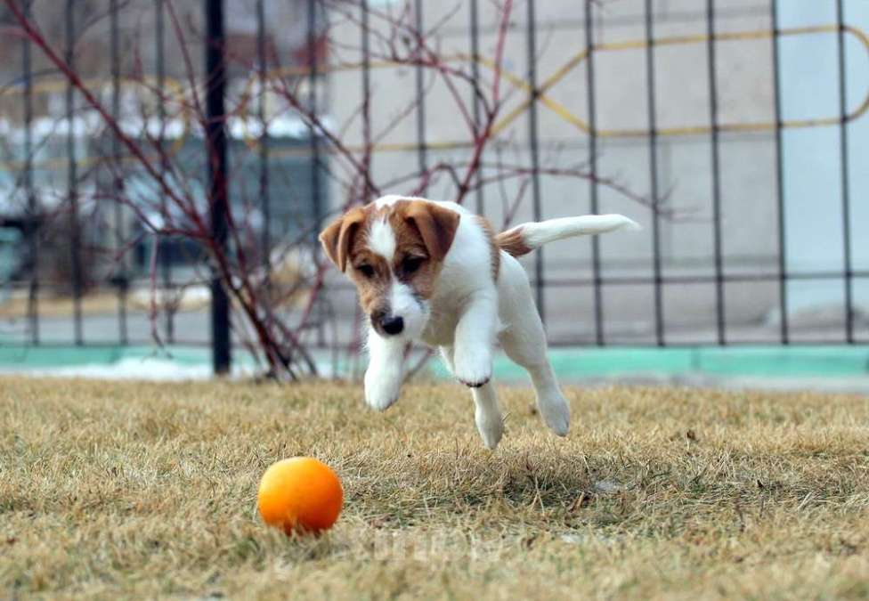 Собаки в Новосибирске: Щенок Джек Рассел терьера  Мальчик, 30 000 руб. - фото 4