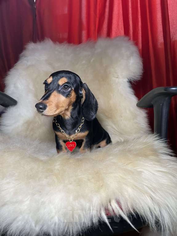 Собаки в Москве: Такса мини мальчик клубный Мальчик, 45 000 руб. - фото 2