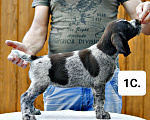Собаки в Краснодаре: Дратхаар щенок сука 1 Девочка, 45 000 руб. - фото 2