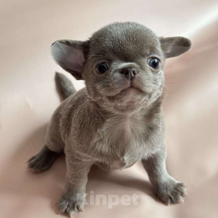 Собаки в Москве: Чихуахуа мальчик красавчик Мальчик, Бесплатно - фото 1