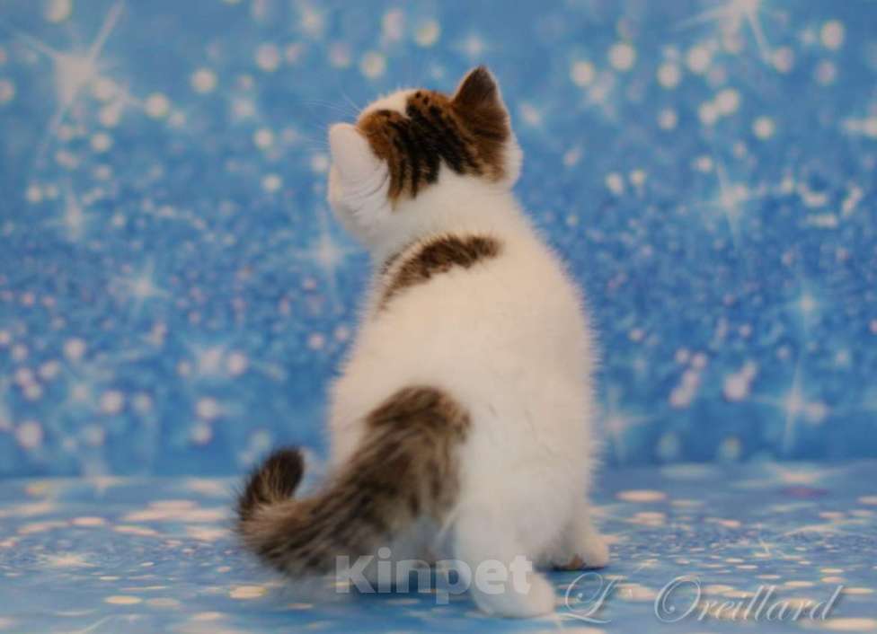 Кошки в Ярославле: Шотландский короткошерстный котенок Мальчик, 30 000 руб. - фото 3