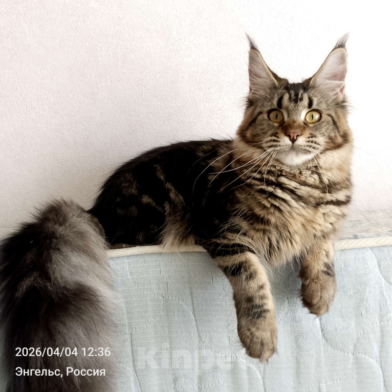 Кошки в Энгельс: Котята Мейн Ку Девочка, 35 000 руб. - фото 2