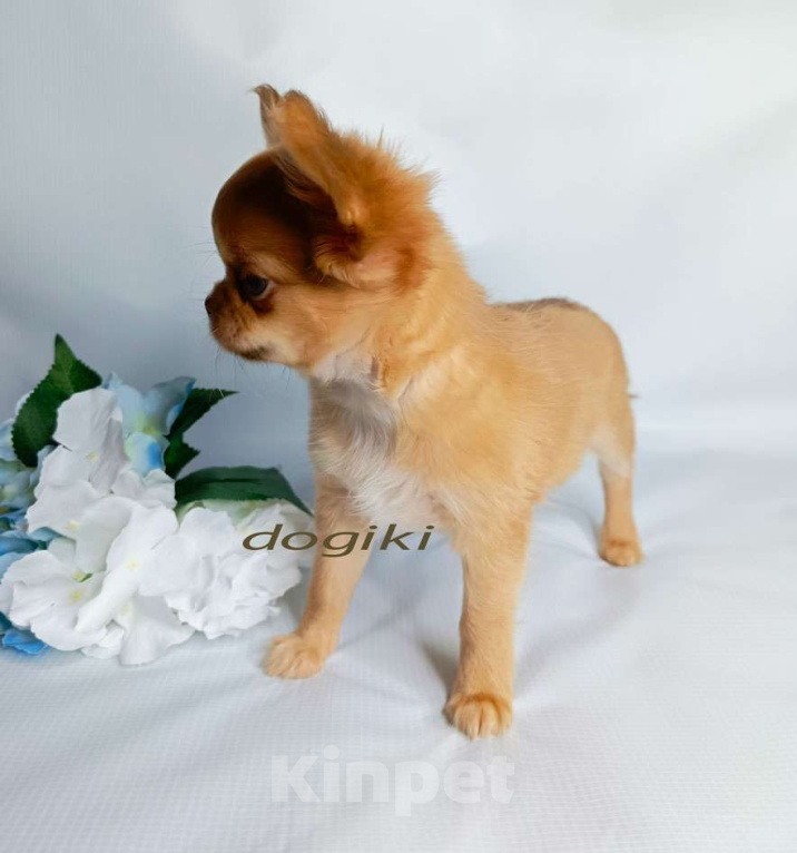 Собаки в Москве: Чихуахуа девочка Девочка, 45 000 руб. - фото 4