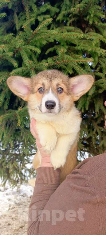 Собаки в Дмитрове: Корги щенки Девочка, 40 000 руб. - фото 9