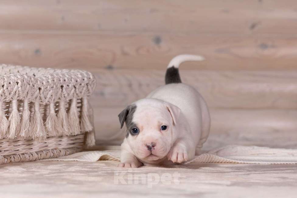 Собаки в Королеве: Американский булли стандарт Девочка, 150 000 руб. - фото 3