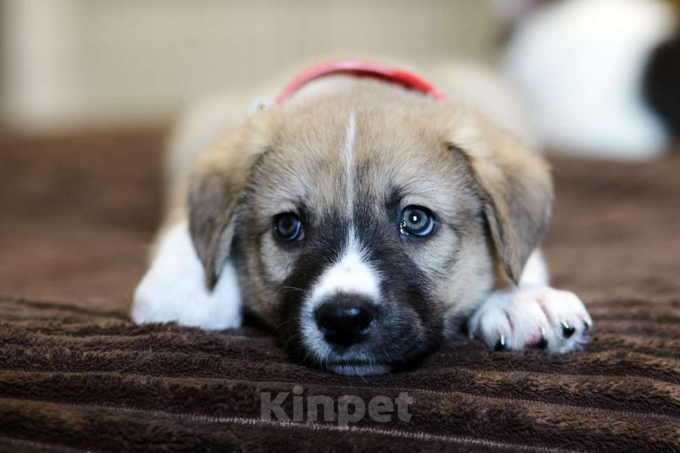 Собаки в Красногорске: Щенок Линда 1,5 месяца ищет дом  Девочка, Бесплатно - фото 2