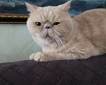 Кошки в Москве: Бывшедомашний выброшенный на моро котик ищет дом Мальчик, 1 руб. - фото 2