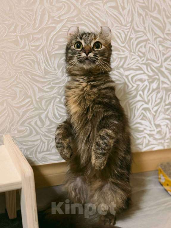 Кошки в Балашихе: Американский керл Мокка Девочка, Бесплатно - фото 2